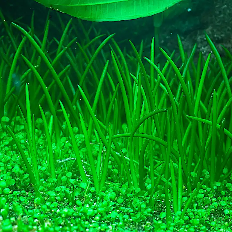 Littorella uniflora 1-2-Grow! Neu