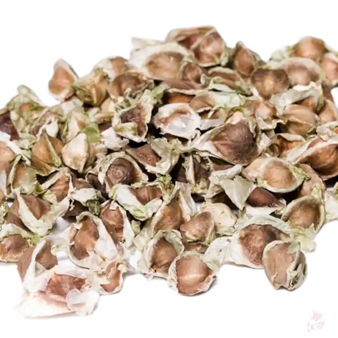 Must-Have Moringa Oleifera Samen, 50 Stück | Beschäftigungsfutter Vorratspack 10 Stück