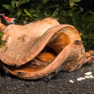 Preis Gesenkt Froschmaulschote - Garnelenhöhle / Deko (verschiedene Größen) Nano Froschmaulschote