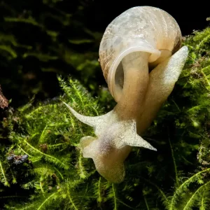 Aquarium-Spitzschlammschnecke (DNZ) | Warmwasser-adaptierte Rarität Jetzt Bestellen