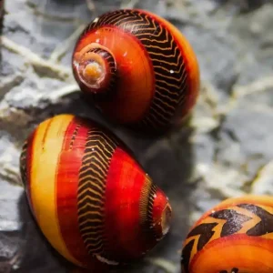 Begrenztes Angebot Rote Rennschnecke Quarantäne – planarienfrei & sicher fürs Garnelenbecken