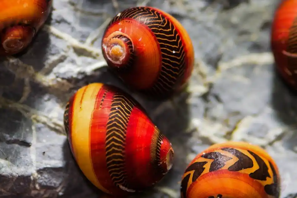 Begrenztes Angebot Rote Rennschnecke Quarantäne – planarienfrei & sicher fürs Garnelenbecken