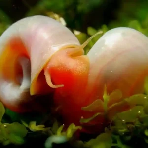 Ausverkauf Rosa / Pinke Posthornschnecke PHS - Aus Quarantäne Haltung DNZ