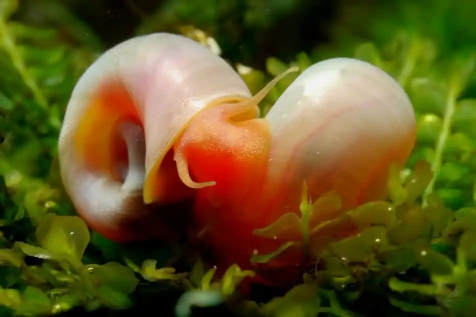 Ausverkauf Rosa / Pinke Posthornschnecke PHS - Aus Quarantäne Haltung DNZ