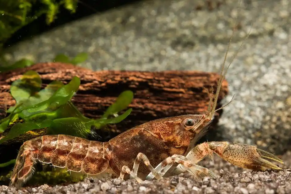 Knabenkrebs - Cambarellus puer (DNZ) - einzeln m/w wählbar Männchen Preisreduziert