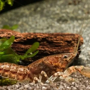 Echt Knabenkrebs - Cambarellus puer (DNZ) - ein Paar