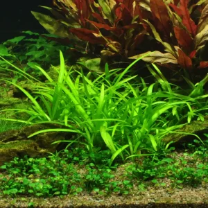 Schnäppchen Sagittaria subulata im Topf