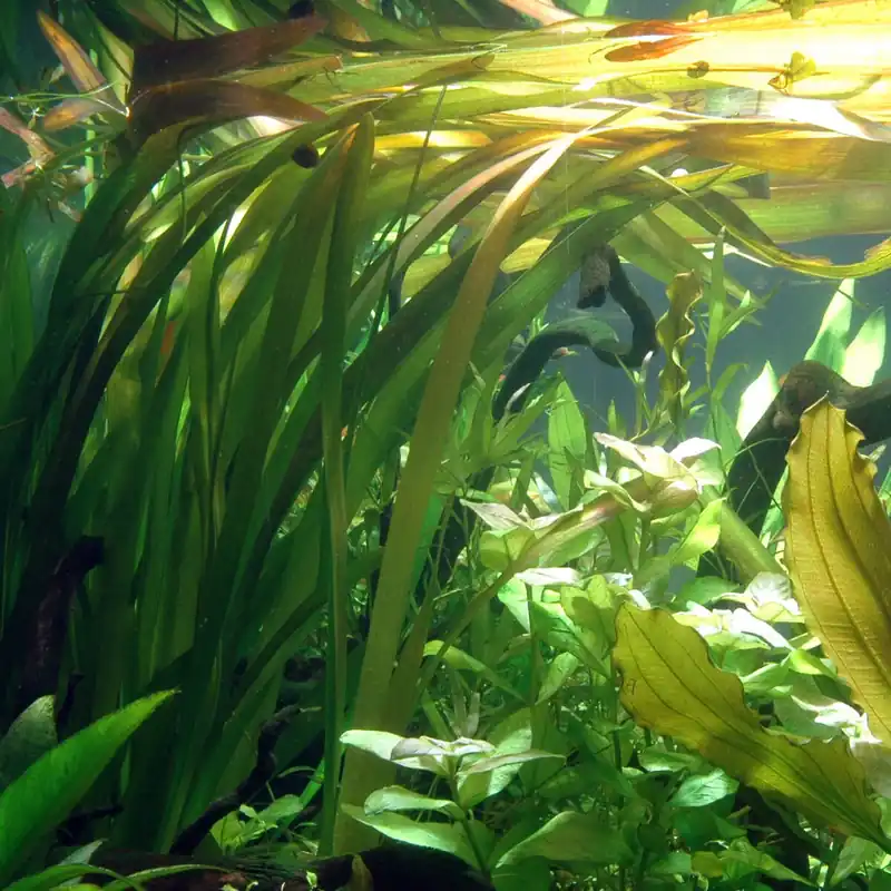Abverkauf Vallisneria americana 'Gigantea' im Topf