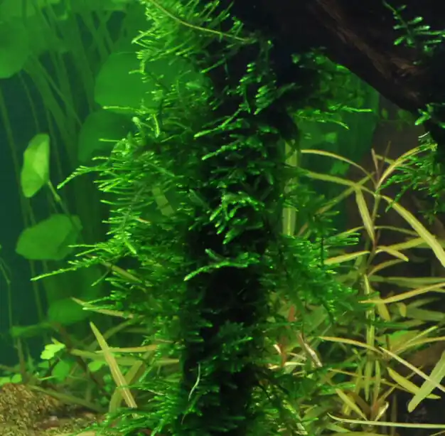 Taxiphyllum "Spiky" 1-2-GROW! Preis Gesenkt