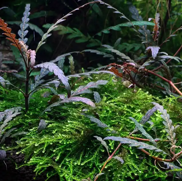 Saisonangebot Hygrophila pinnatifida 1-2-Grow! | Rrotbraune Aufsitzerpflanze