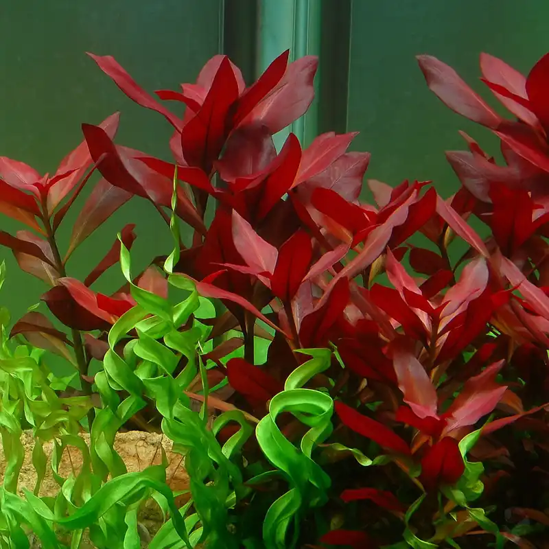 Ludwigia repens 'Rubin' im Topf Abverkauf