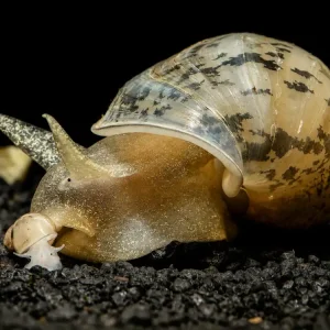 Direkt Vom Hersteller Aquarium-Spitzschlammschnecke (aus Quarantäne) | 100% Planarien-frei