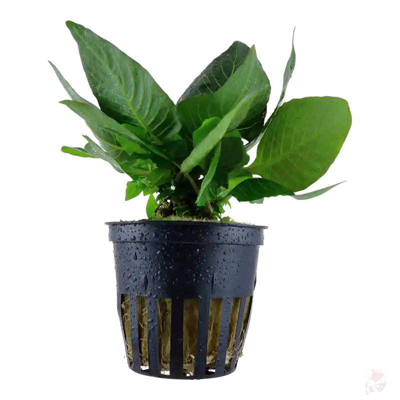 Hygrophila corymbosa 'Compact' im Topf Heißes Angebot