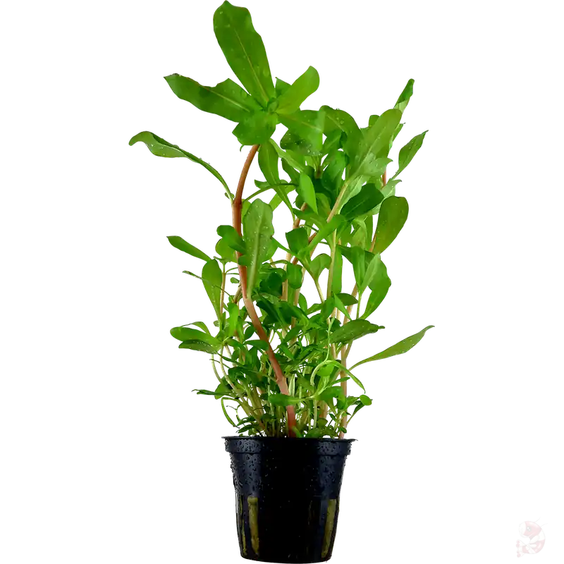 Preisknaller Ammannia crassicaulis im Topf