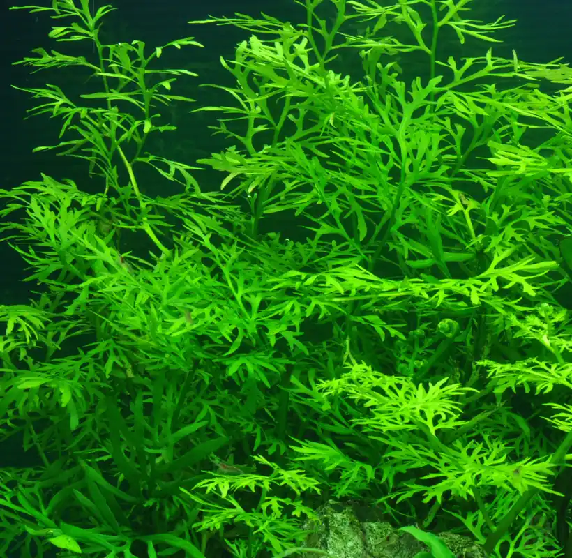 Solange Der Vorrat Reicht Ceratopteris thalictroides im Topf