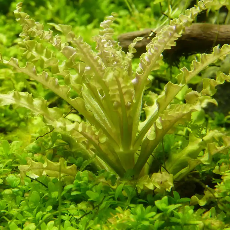 Versand Am Gleichen Tag Pogostemon helferi im Topf