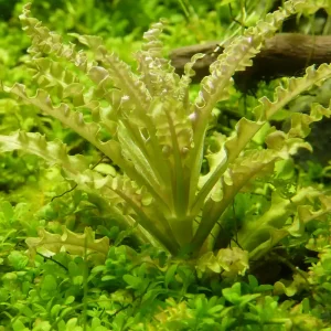 Mega-Angebot Pogostemon helferi 1-2-Grow! | Kleiner Wasserstern