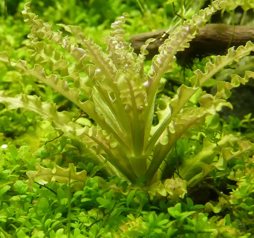 Mega-Angebot Pogostemon helferi 1-2-Grow! | Kleiner Wasserstern