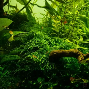 Sale Taxiphyllum alternans "Taiwan Moss" 1-2-grow!