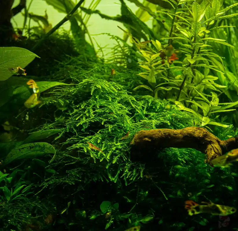 Sale Taxiphyllum alternans "Taiwan Moss" 1-2-grow!