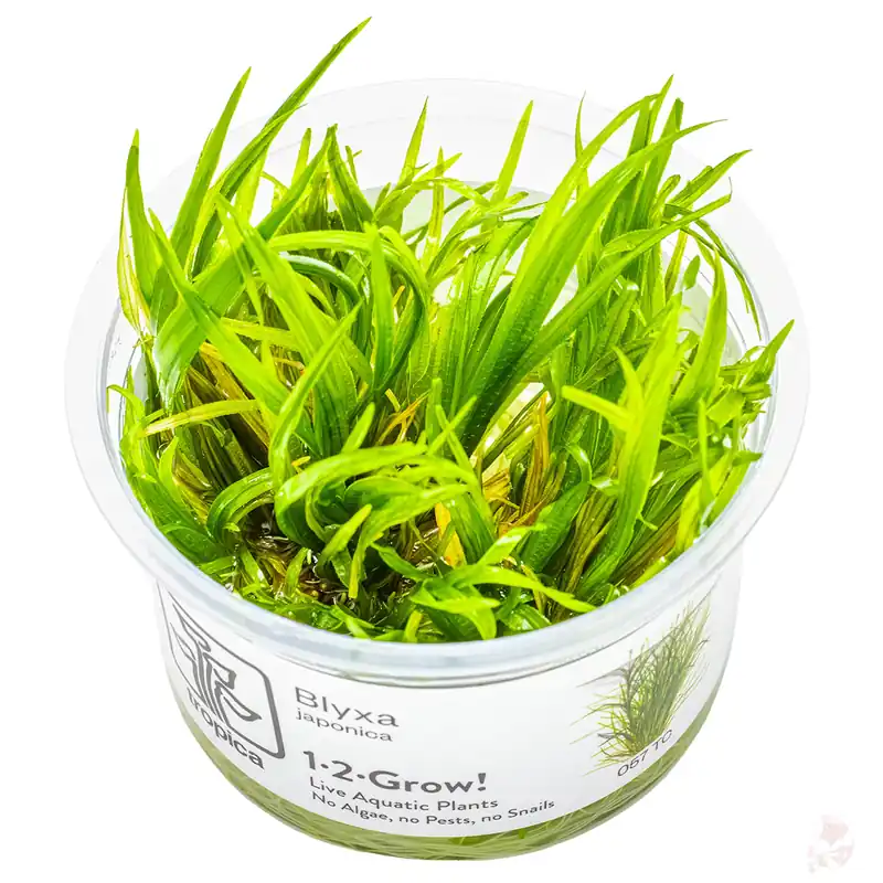 Knallerangebot Blyxa japonica 1-2-grow!