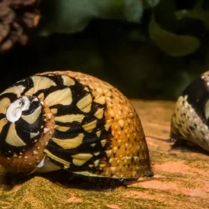 Meistverkauft Bunti Geweihschnecke - Clithon sowerbianum - Aus Quarantäne Haltung - Rarität