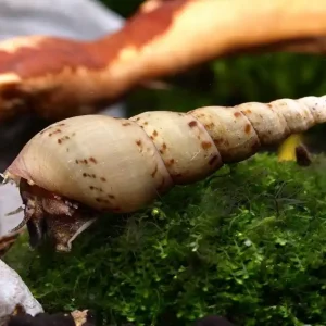 Preisknaller Indische Turmdeckelschnecke (Quarantäne) | DNZ & Planarienfrei