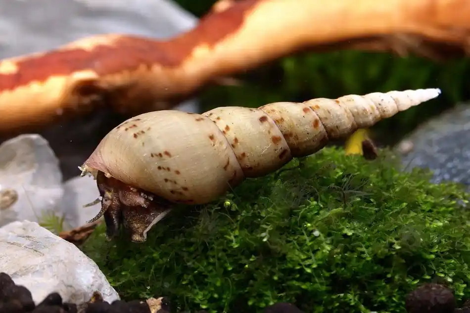 Preisknaller Indische Turmdeckelschnecke (Quarantäne) | DNZ & Planarienfrei