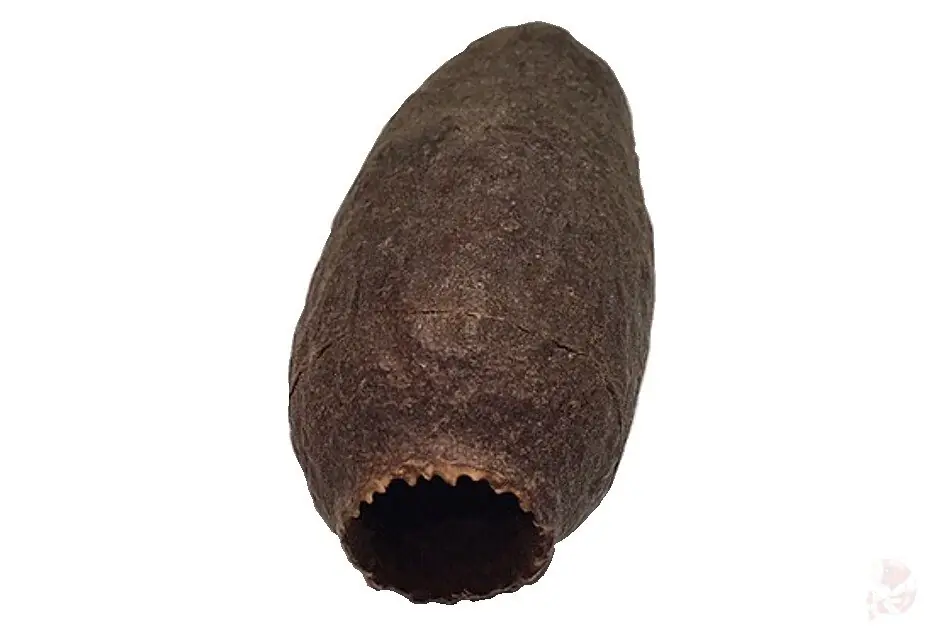 Hornkapsel, Höhle/Versteck Wochenendangebot