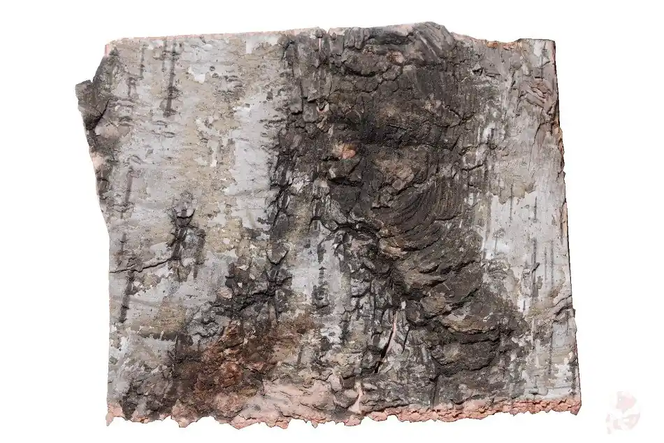 Birkenplatte 10 x 10 cm, 5 Stk. | Ergänzungsfuttermittel für Wirbellose 5 x 5cm. 5 Stück Markenware