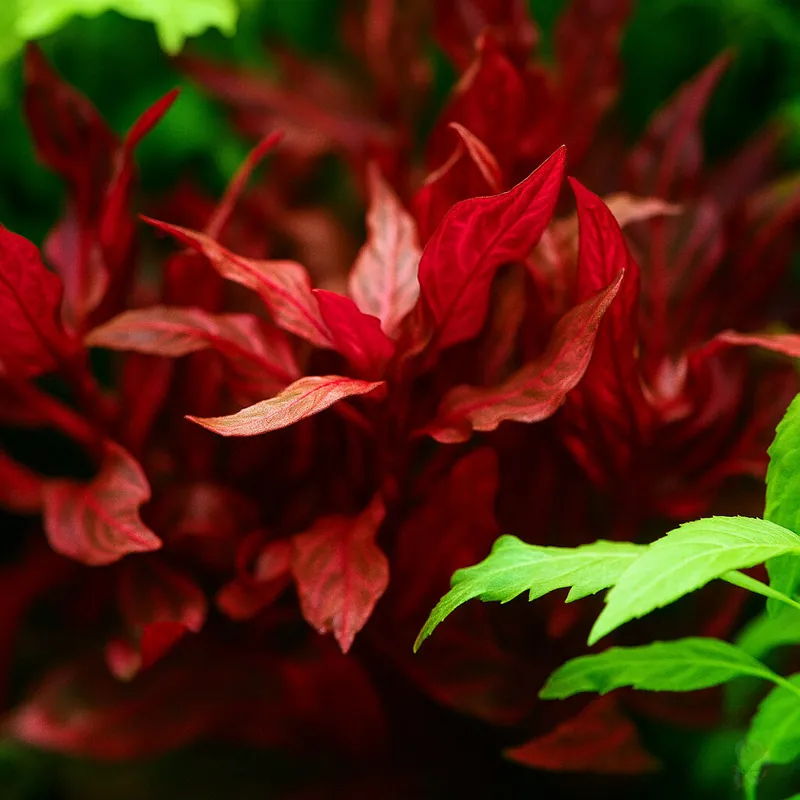 Alternanthera sp."Rosanervig" im Topf Neu