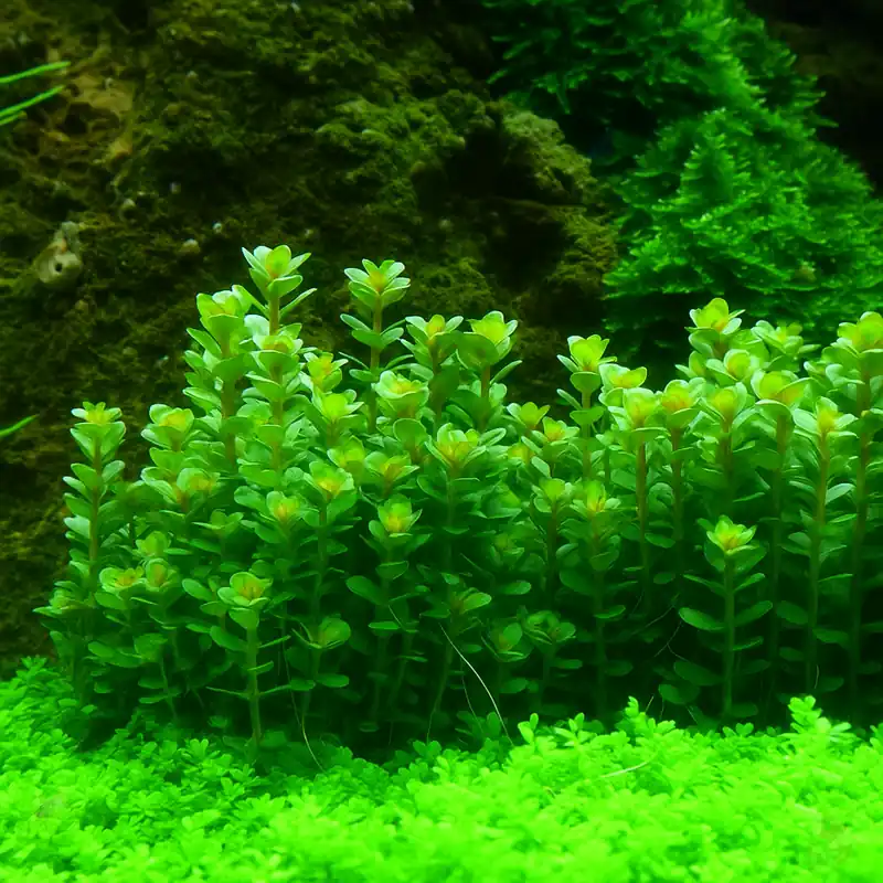 Must-Have Rotala indica "Bonsai"(Ammania bonsai)1-2-GROW!