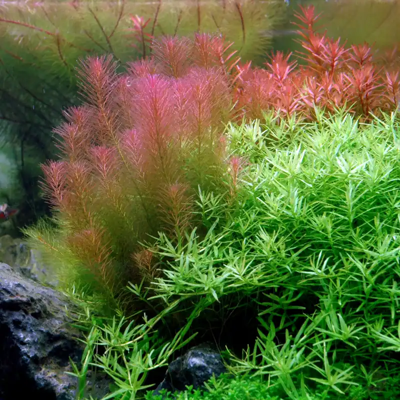 Rotala wallichii 1-2-Grow! Kracherpreis