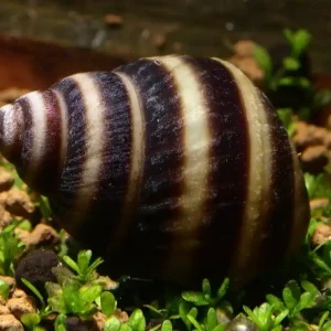 Direktkauf Pianoschnecke (Pinselalgenschnecke) - Import-Tiere Pianoschnecke - Deutsche Nachzucht