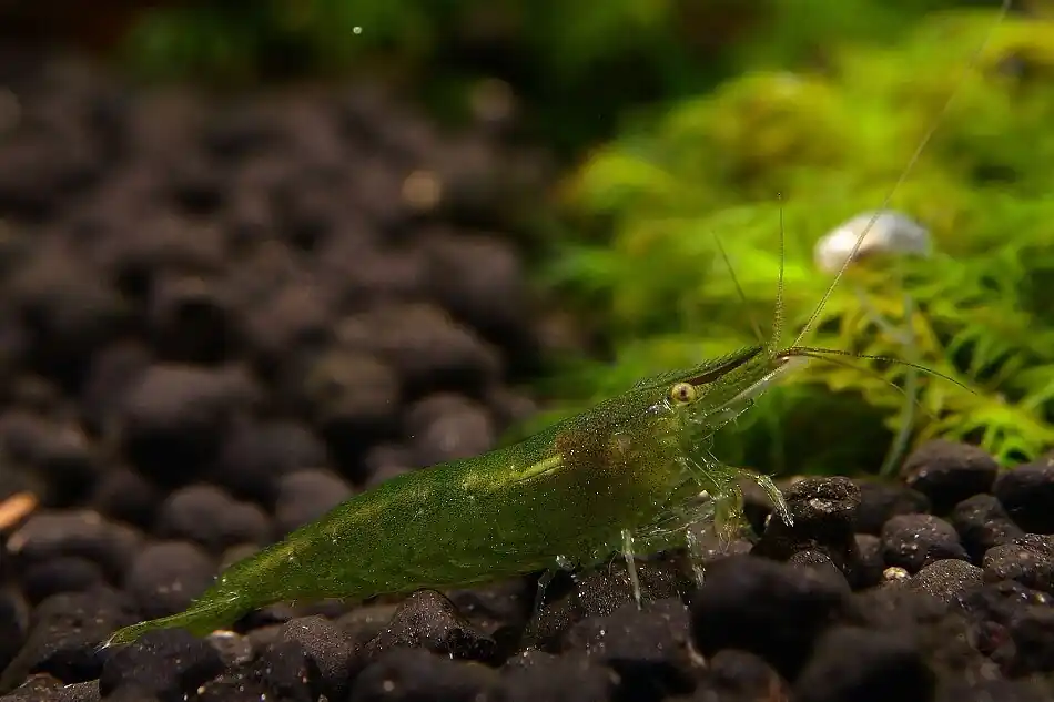 Caridina cf. babaulti "Green" - Deutsche Nachzucht Caridina cf. babaulti "Green" - Import-Garnelen Knallerangebot