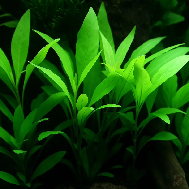 Hygrophila corymbosa 'Siamensis 53B' im Topf Super-Preis