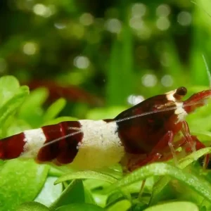 Geprüft Taiwan Bee "Red Wine" Taiwan Bee Red A-S