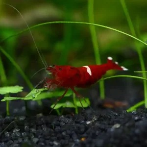 Direktkauf Taiwan Bee Red Ruby Taiwan Bee Red A-S