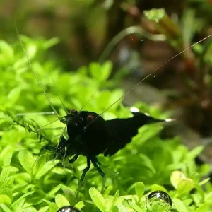 Highlight Taiwan Bee King Kong extreme Taiwan Bee "schwarz gemischt"