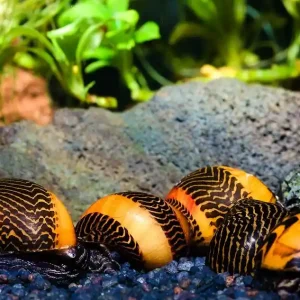 Top-Angebot Gelbe Rennschnecke | Top Algenfresser & tolle Farbe