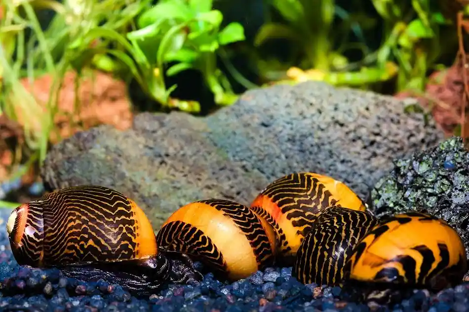 Top-Angebot Gelbe Rennschnecke | Top Algenfresser & tolle Farbe
