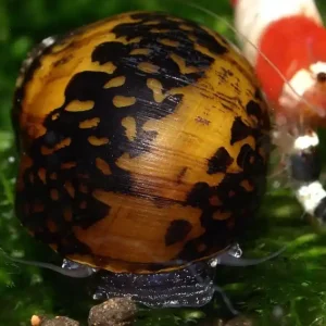 Mosaik Rennschnecke (Quarantäne) | 100% Planarienfrei Ausverkauf