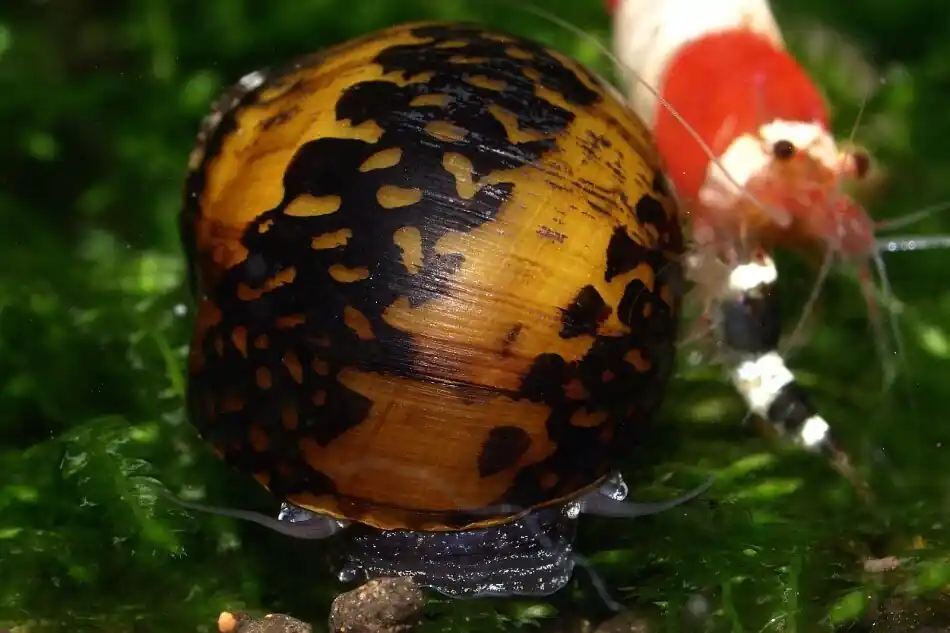 Mosaik Rennschnecke (Quarantäne) | 100% Planarienfrei Ausverkauf