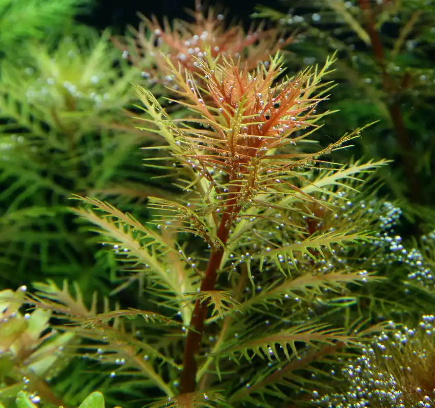 Direkt Vom Hersteller Proserpinaca palustris Cuba 1-2-Grow! | Kupferrotes Tausendblatt