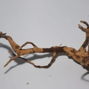 Billig Moorkien Fingerwurzel #2116 - 22x17x10 cm (LxBxH)