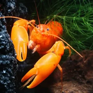 Super-Preis Cherax Snowden Irianto Red - Weibchen Ein Paar (Männchen & Weibchen)