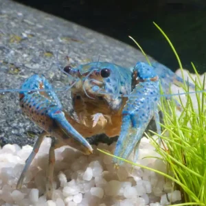 Blauer Floridakrebs - Procambarus alleni, Männchen Ein Paar (Männchen & Weibchen) Online Kaufen