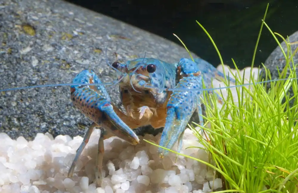 Blauer Floridakrebs - Procambarus alleni, Männchen Ein Paar (Männchen & Weibchen) Online Kaufen