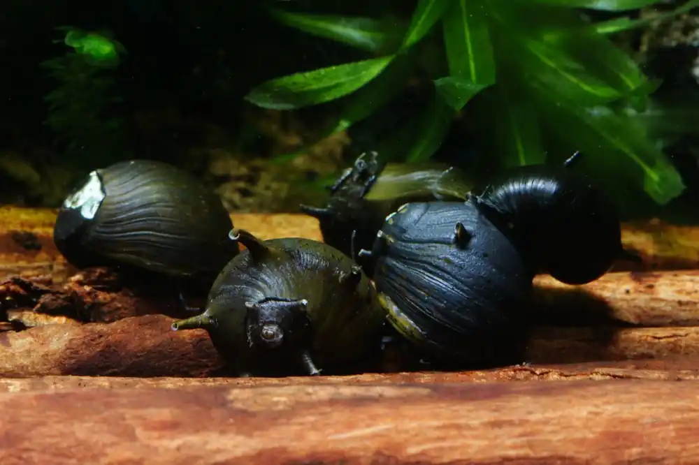 Echt Geweihschnecke schwarz | Eleganter Algenfresser Clithon