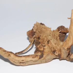 Moorkien Fingerwurzel "Mantis" - 14x10x9 cm (LxBxH) #3008 Jetzt Bestellen